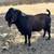 Boer goat 2 thumbnail