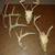 White Tail Deer Antlers 2 thumbnail