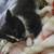 Kittens 4 thumbnail
