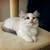 Adopt RAG DOLL Kittens Queens NYC 2 thumbnail