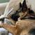 German Shepherd Rehome (Free) 2 thumbnail