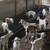Kiko Kid Goats 1 thumbnail