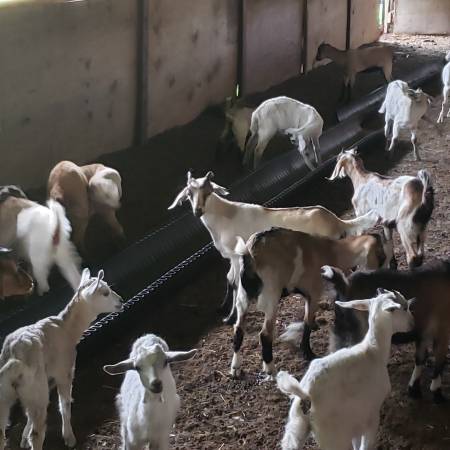 Kiko Kid Goats 1
