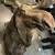 Giant Taxidermy Real Moose Head Wall Hanging Trophy 2 thumbnail