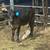 Beef heifers 15 thumbnail