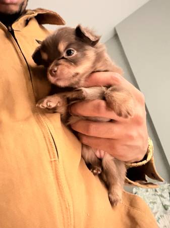 8 Week Old Female Small Breed Mix Puppies 1