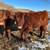 Grass Fed Gelbvieh X, Red Angus Calves 6 thumbnail