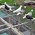Pigeons 1 thumbnail