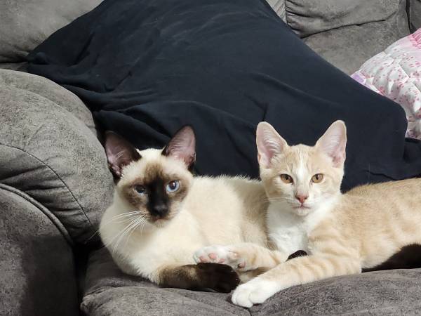 Siamese female cat kitten63859317910659123
