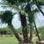 Palm Trees Wholesale prices with delivery and installation 7 thumbnail