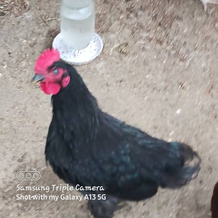 Rooster for sale (Williamstown)63149032532739121
