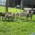 Painted Desert Lambs for sale 4 thumbnail