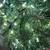 1990s 7ft. Artificial Christmas Tree with White Lights 8 thumbnail