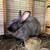 Rabbits, chicks, hatching eggs oh my! 5 thumbnail