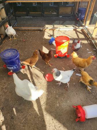 Chickens for sale 1