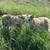 Registered Icelandic Rams 4 thumbnail