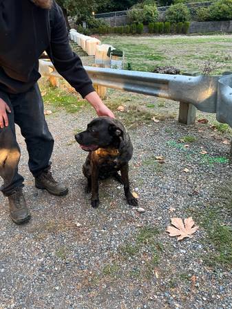 Beautiful female brindle pit mixed (Lakewood)64141785367297120
