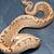 Ball Pythons 3 thumbnail