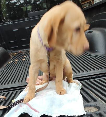 Cachorro macho de raza Yellow Labrador Retriever (Summerfield)63861782174977122
