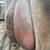 Jersey heifer 5 thumbnail