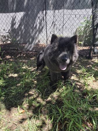 Female chow chow 1