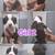 Puppies rehoming Standard American Bully 1 thumbnail