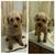 DOG GROOMING NYC CERTIFIED DOG GROOMER 15 thumbnail