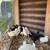 Chickens Easter Eggers,Olive Eggers, ISA Browns 11 thumbnail