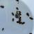 Dubia Roaches 4 thumbnail