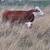 Hereford cows 2 thumbnail
