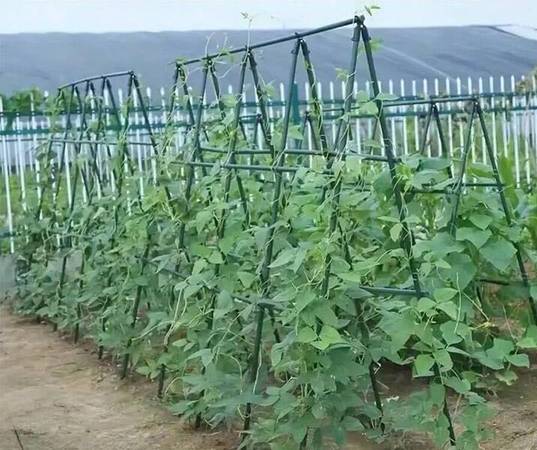 Soporte para planta de acero verde (recubierto de plástico) - $2 (Hemet)63471083054209121