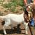 Boer Buck 2 thumbnail