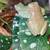 Whites Tree Frogs 2 thumbnail