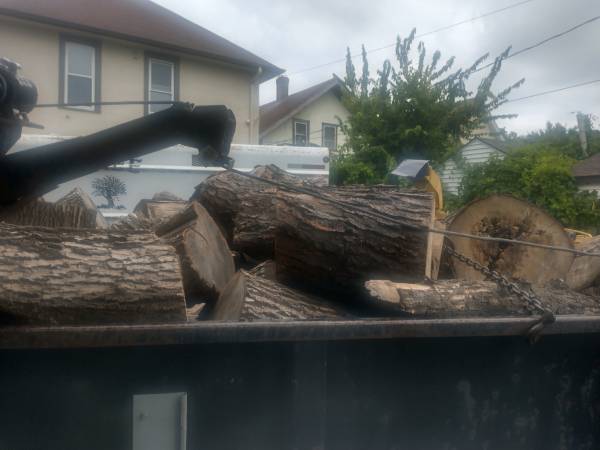 Firewood - approx 8 cubic yards 1