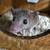 Short tailed opossum 1 thumbnail