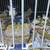 Beautiful finches for sale 3 thumbnail