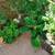 Outdoor Plants and Trees 6 thumbnail