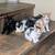 Rehoming farm kittens 9 thumbnail