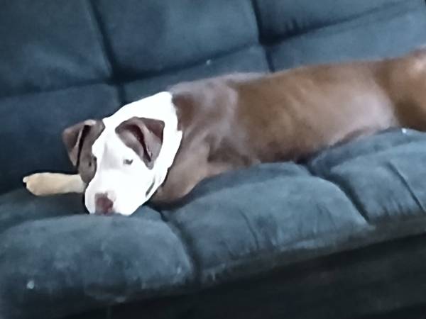 2 pitbulls need home (Chicago)63844237142275121