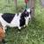 Nigerian Dwarf Doe - Polk County Cooperative Ext 2 thumbnail