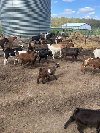 Goats 1