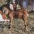 Nubian goats. Turkey poults. Muscovy  ducklings.  Farm kittens 15 thumbnail