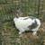 Pet Rabbit, male 3 thumbnail