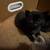 Kittens 1 thumbnail