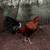 Gallo rooster 1 thumbnail