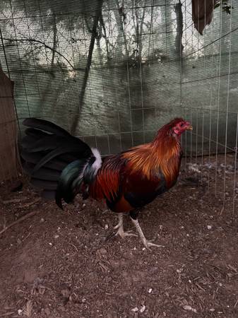 Gallo rooster 1
