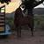 4 year old Qh mare 1 thumbnail