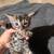 Soft cat bed for your bengal cat or kitten 3 thumbnail