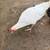 Roosters 2 thumbnail