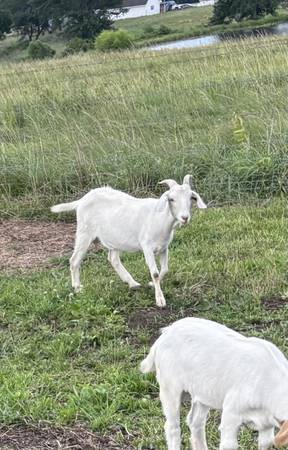 Goat 1